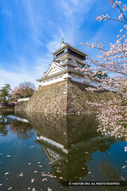 小倉城天守と桜 | 高解像度画像サイズ：5464 x 8192 pixels | 写真番号：6F1A6231 | 撮影：Canon EOS R5m2