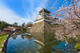 小倉城天守と桜 | 高解像度画像サイズ：8192 x 5464 pixels | 写真番号：6F1A6233 | 撮影：Canon EOS R5m2