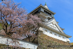 小倉城と桜 | 高解像度画像サイズ：8051 x 5370 pixels | 写真番号：6F1A6251 | 撮影：Canon EOS R5m2