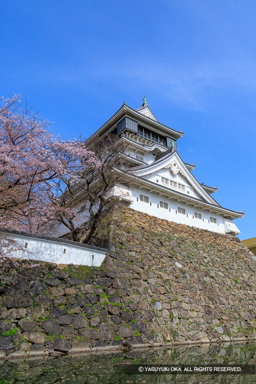 小倉城と桜 | 高解像度画像サイズ：5464 x 8192 pixels | 写真番号：6F1A6256 | 撮影：Canon EOS R5m2