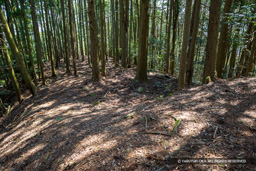 厩の壇跡 | 高解像度画像サイズ：8192 x 5464 pixels | 写真番号：6F1A4398 | 撮影：Canon EOS R5m2
