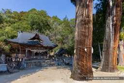 清神社の御神木大杉 | 高解像度画像サイズ：8192 x 5464 pixels | 写真番号：6F1A4494 | 撮影：Canon EOS R5m2