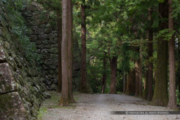 杉の段の杉林｜高解像度画像サイズ：5184 x 3456 pixels｜写真番号：1DXL8724｜撮影：Canon EOS-1D X