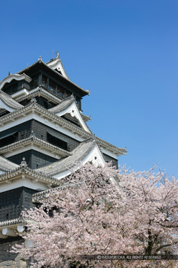 春の熊本城｜高解像度画像サイズ：3446 x 5169 pixels｜写真番号：1P3J1560｜撮影：Canon EOS-1Ds Mark III