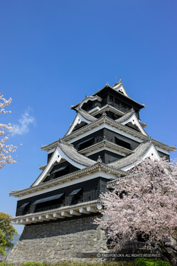 春の熊本城｜高解像度画像サイズ：3532 x 5297 pixels｜写真番号：1P3J1561｜撮影：Canon EOS-1Ds Mark III
