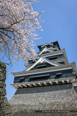 春の熊本城｜高解像度画像サイズ：3554 x 5331 pixels｜写真番号：1P3J1586｜撮影：Canon EOS-1Ds Mark III