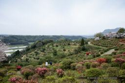 田原坂公園｜高解像度画像サイズ：5522 x 3681 pixels｜写真番号：1P3J2011｜撮影：Canon EOS-1Ds Mark III