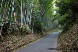 田原坂｜高解像度画像サイズ：5616 x 3744 pixels｜写真番号：1P3J2031｜撮影：Canon EOS-1Ds Mark III