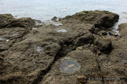 岩礁のピット西側｜高解像度画像サイズ：5209 x 3473 pixels｜写真番号：1P3J5754｜撮影：Canon EOS-1Ds Mark III