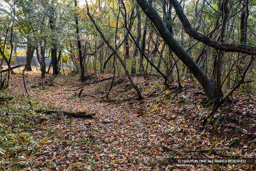 朝日ヶ丘多重土塁 | 高解像度画像サイズ：8192 x 5464 pixels | 写真番号：6F1A7063 | 撮影：Canon EOS R5m2