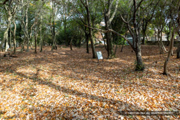 小林八幡神社付城・曲輪D | 高解像度画像サイズ：8192 x 5464 pixels | 写真番号：6F1A7157 | 撮影：Canon EOS R5m2