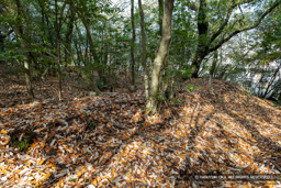 小林八幡神社付城・曲輪C土塁 | 高解像度画像サイズ：8192 x 5464 pixels | 写真番号：6F1A7160 | 撮影：Canon EOS R5m2