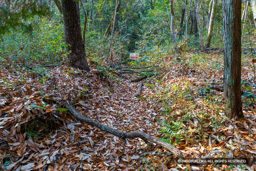 平井山ノ上付城 | 高解像度画像サイズ：7924 x 5285 pixels | 写真番号：6F1A7242 | 撮影：Canon EOS R5m2