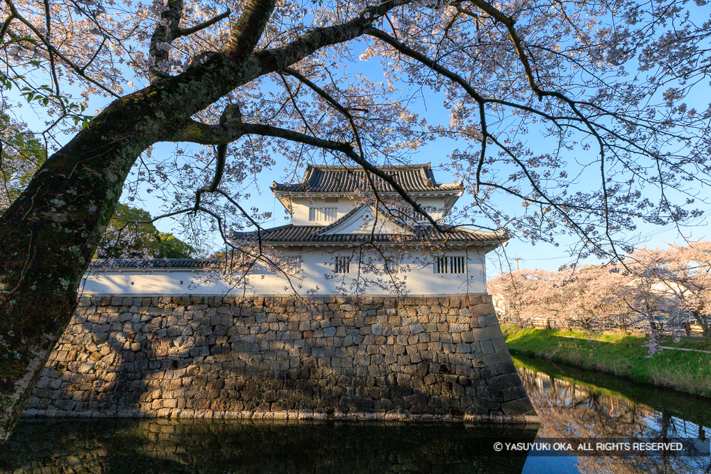 模擬御矢倉（水口城資料館）と桜