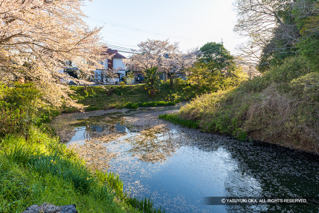 水堀と桜