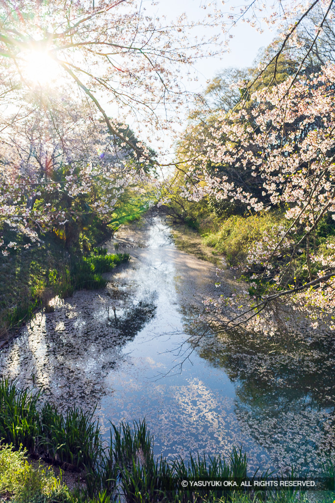 水堀と桜・花筏