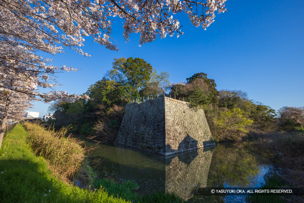 乾御矢倉台と桜風景