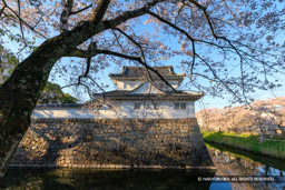 模擬御矢倉（水口城資料館）と桜 | 高解像度画像サイズ：8192 x 5464 pixels | 写真番号：6F1A4890 | 撮影：Canon EOS R5m2