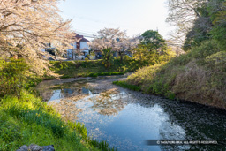 水堀と桜 | 高解像度画像サイズ:8192 x 5464 pixels | 写真番号:6F1A4893 | 撮影:Canon EOS R5m2