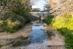 水堀・花筏 | 高解像度画像サイズ:8192 x 5464 pixels | 写真番号:6F1A4898 | 撮影:Canon EOS R5m2