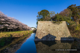 乾御矢倉台と桜並木 | 高解像度画像サイズ：8192 x 5464 pixels | 写真番号：6F1A4919 | 撮影：Canon EOS R5m2