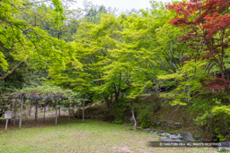 三瀬館跡・階段状の平坦地 | 高解像度画像サイズ：8192 x 5464 pixels | 写真番号：6F1A7352 | 撮影：Canon EOS R5m2