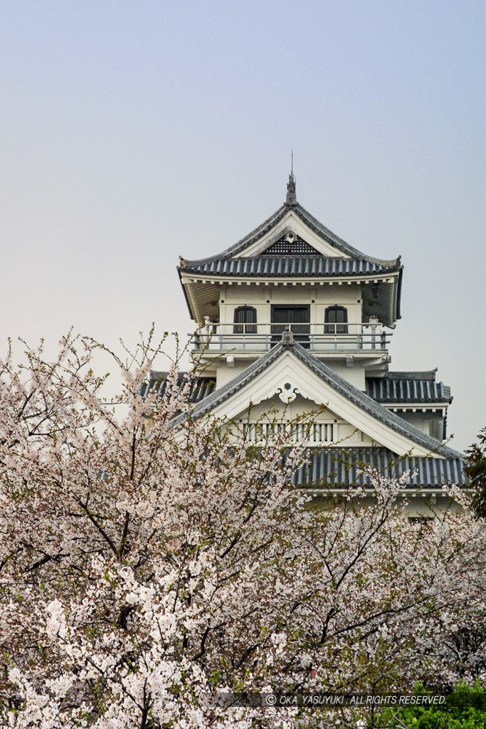 桜と長浜城