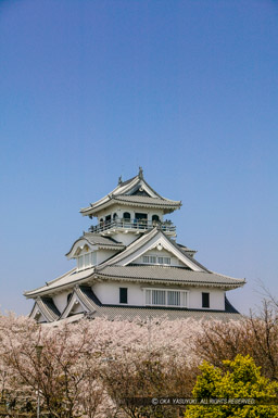 桜と長浜城｜高解像度画像サイズ：2704 x 4064 pixels｜写真番号：100-0012S53B｜撮影：Canon EOS-1DS