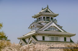 桜と長浜城｜高解像度画像サイズ：3944 x 2624 pixels｜写真番号：100-0015S53B｜撮影：Canon EOS-1DS