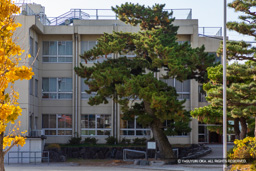 本丸南西隅に残る黒松（長島中部小学校） | 高解像度画像サイズ：6720 x 4480 pixels | 写真番号：5D4A3670 | 撮影：Canon EOS 5D Mark IV