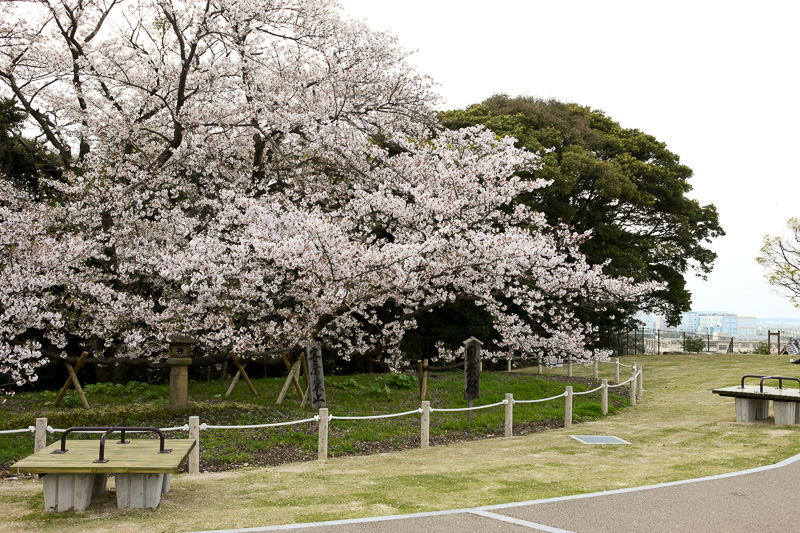 桜の老木・本丸跡