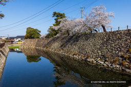 本丸南側石垣と水堀 | 高解像度画像サイズ：8192 x 5464 pixels | 写真番号：6F1A4927 | 撮影：Canon EOS R5m2