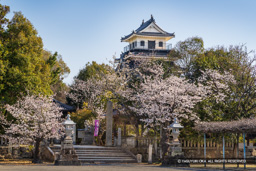 中津城天守閣と桜 | 高解像度画像サイズ：8192 x 5464 pixels | 写真番号：6F1A4958 | 撮影：Canon EOS R5m2