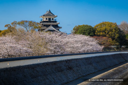 中津城天守閣と桜 | 高解像度画像サイズ：8192 x 5464 pixels | 写真番号：6F1A4979 | 撮影：Canon EOS R5m2