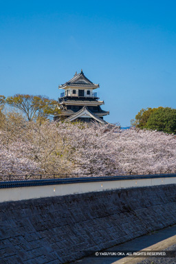 中津城天守閣と桜 | 高解像度画像サイズ：5228 x 7839 pixels | 写真番号：6F1A4981 | 撮影：Canon EOS R5m2