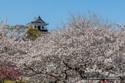 中津城と桜 | 高解像度画像サイズ：8192 x 5464 pixels | 写真番号：6F1A4983 | 撮影：Canon EOS R5m2