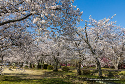 二の丸跡と桜 | 高解像度画像サイズ：8192 x 5464 pixels | 写真番号：6F1A4990 | 撮影：Canon EOS R5m2