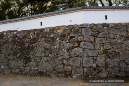  | 高解像度画像サイズ：5472 x 3648 pixels | 写真番号：IMG_2362 | 撮影：Canon EOS 6D