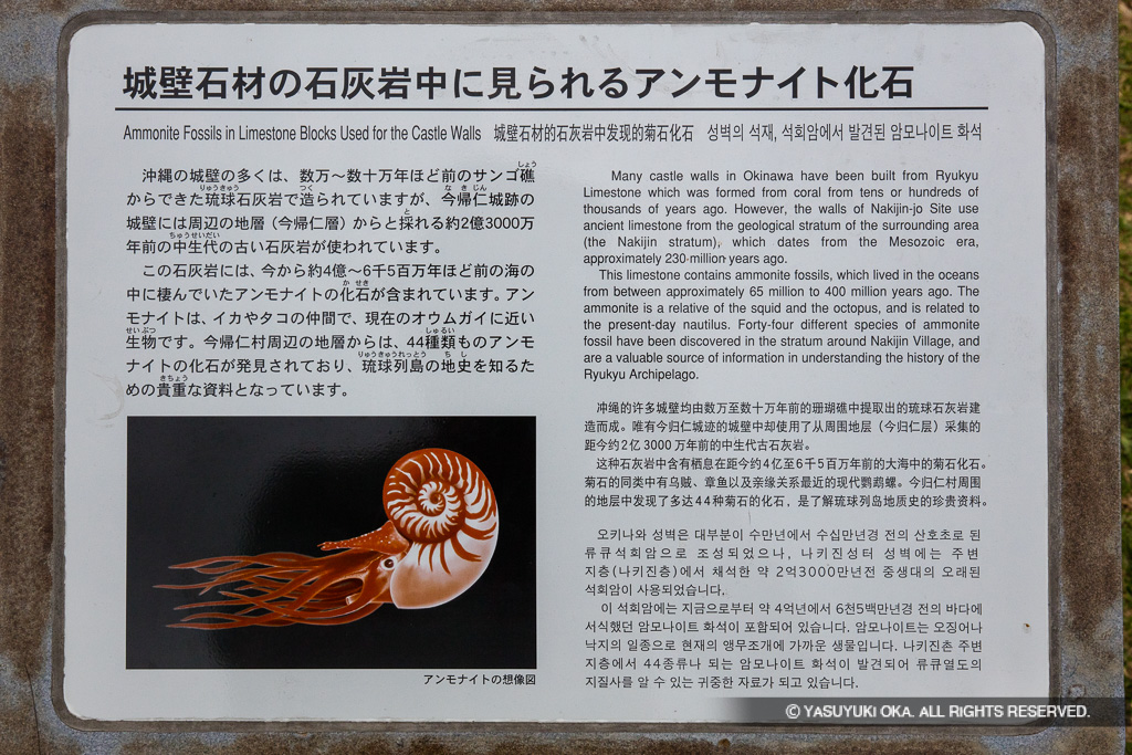 城壁石材の石灰岩中に見られるアンモナイト化石歴史解説