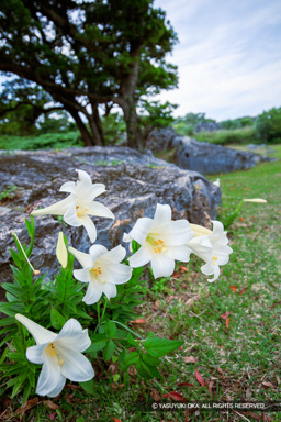 テッポウユリ | 高解像度画像サイズ：5792 x 8688 pixels | 写真番号：5DSA7304 | 撮影：Canon EOS 5DS