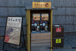 二条城本丸水堀のガチャの鯉の餌|高解像度画像サイズ:6228 x 4152 pixels|写真番号:5D4A3663|撮影:Canon EOS 5D Mark IV