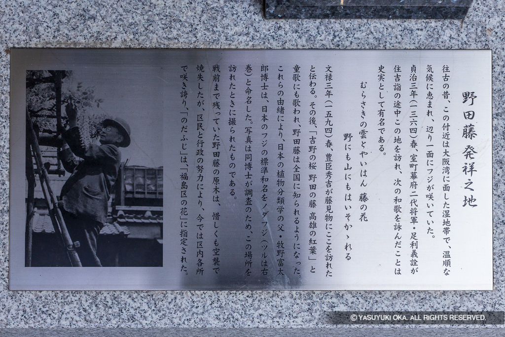 野田の藤発祥之地の歴史解説