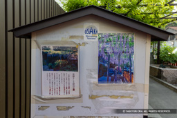 野田藤のルーツ | 高解像度画像サイズ：8016 x 5347 pixels | 写真番号：6F1A1362 | 撮影：Canon EOS R5m2