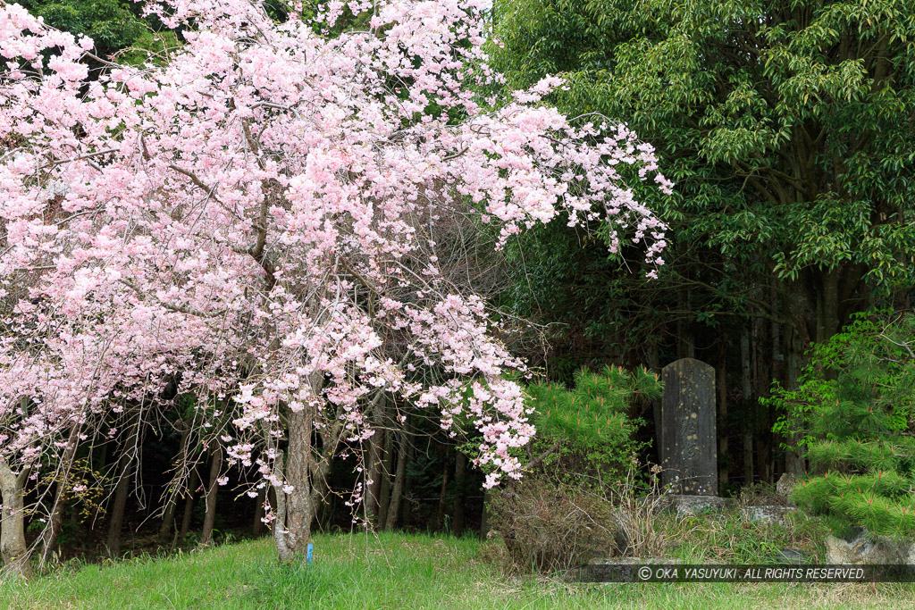 小谷城の桜