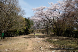 小谷城の桜・大広間と本丸｜高解像度画像サイズ：8688 x 5792 pixels｜写真番号：5DSA5737｜撮影：Canon EOS 5DS