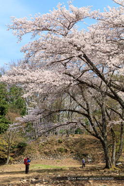 小谷城の桜・大広間と本丸｜高解像度画像サイズ：5717 x 8576 pixels｜写真番号：5DSA5739｜撮影：Canon EOS 5DS