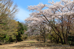 小谷城の桜・大広間と本丸｜高解像度画像サイズ：8688 x 5792 pixels｜写真番号：5DSA5762｜撮影：Canon EOS 5DS