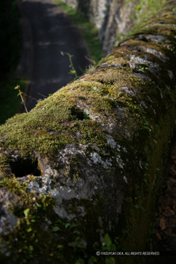 ｜高解像度画像サイズ：3328 x 4992 pixels｜写真番号：VJ7Z9895｜撮影：Canon EOS-1Ds Mark II