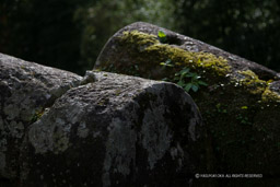 岡城・大分県｜高解像度画像サイズ：4992 x 3328 pixels｜写真番号：VJ7Z9896｜撮影：Canon EOS-1Ds Mark II