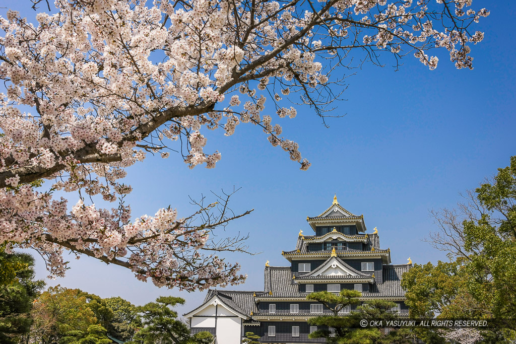 岡山城の桜